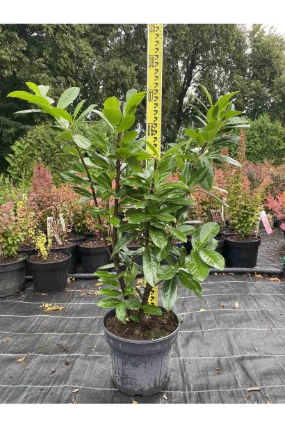 Лавровишня лікарська Новіта - 5л/вис.60-80см/Ø40-50см